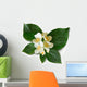 Mock-orange (philadelphus) Wall Decal