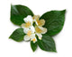 Mock-orange (philadelphus) Wall Decal
