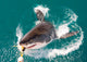 Great White Shark Wall Mural