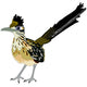Greater Roadrunner Bird