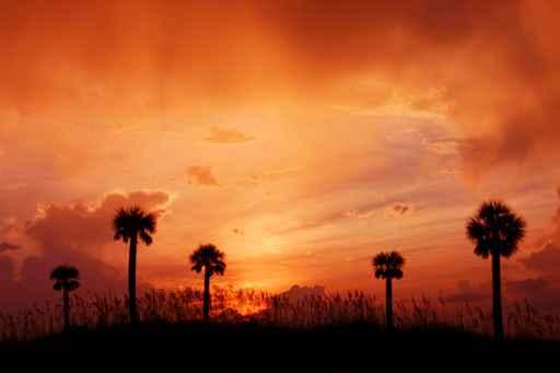 Palms Sunset Wall Decal