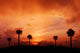 Palms Sunset Wall Decal