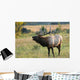 Rocky Mountain Elk Wall Mural
