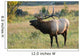 Rocky Mountain Elk Wall Mural