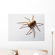Spider Wall Decal