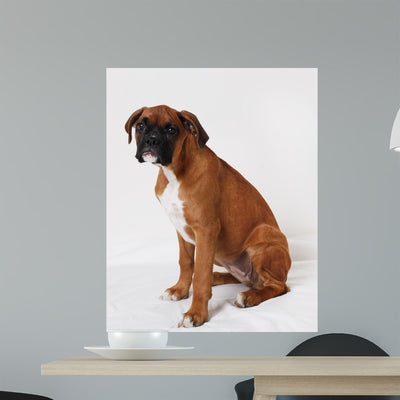 Boxer Puppy Named Tara shown on a wall