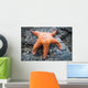 Orange Starfish Rock Wall Mural