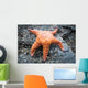 Orange Starfish Rock Wall Mural