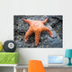 Orange Starfish Rock Wall Mural