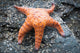 Orange Starfish Rock Wall Mural