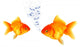 Golden Fish Breathing Wall Mural