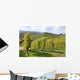 Grape Vines