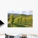 Grape Vines