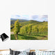 Grape Vines