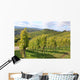 Grape Vines