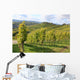 Grape Vines