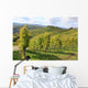 Grape Vines