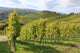 Grape Vines