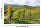 Grape Vines
