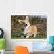 Joker Air Welsh Corgi