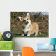 Joker Air Welsh Corgi