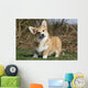Joker Air Welsh Corgi