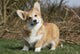 Joker Air Welsh Corgi