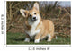 Joker Air Welsh Corgi