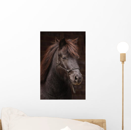 Dunkles Pony Vor Dunklem