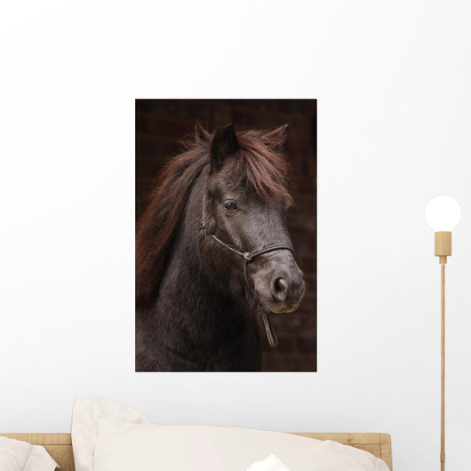 Dunkles Pony Vor Dunklem