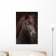 Dunkles Pony Vor Dunklem
