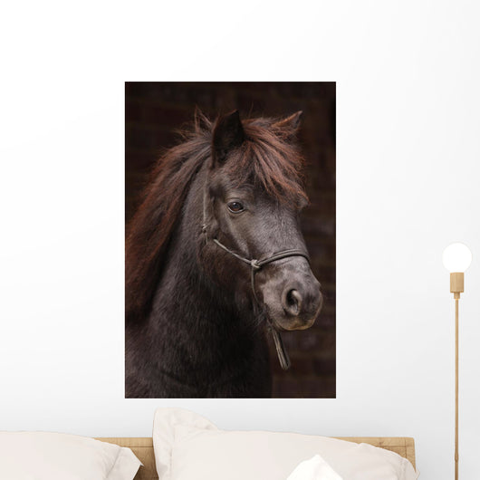 Dunkles Pony Vor Dunklem