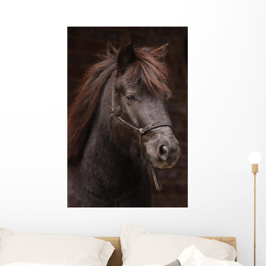 Dunkles Pony Vor Dunklem