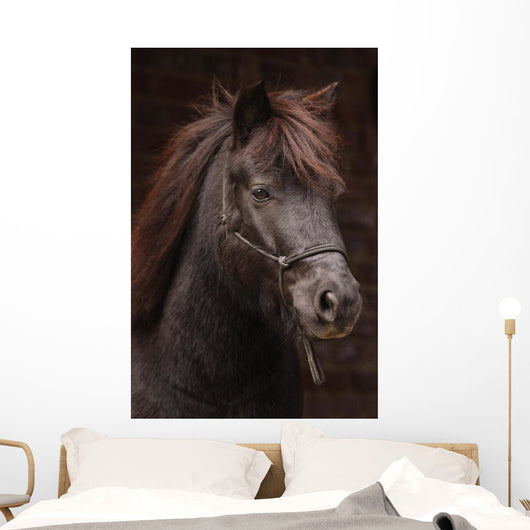 Dunkles Pony Vor Dunklem