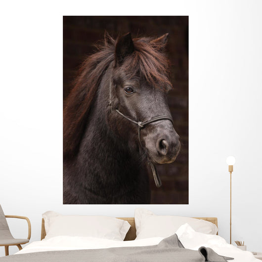 Dunkles Pony Vor Dunklem