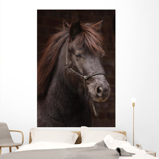 Dunkles Pony Vor Dunklem