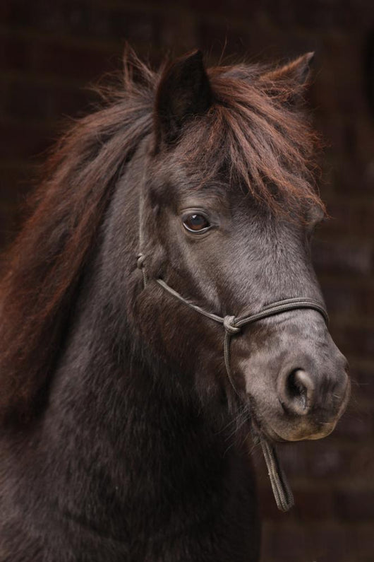 Dunkles Pony Vor Dunklem