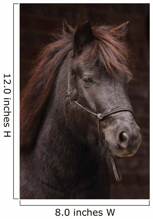 Dunkles Pony Vor Dunklem
