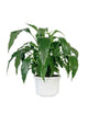 Green Home Plant Pot Wall Decal