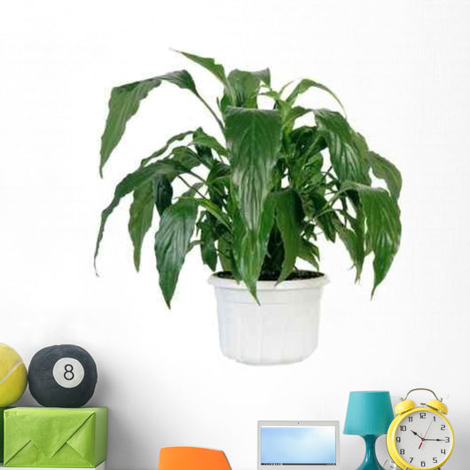 Green Home Plant Pot Wall Decal