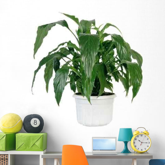 Green Home Plant Pot Wall Decal