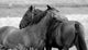 Horses in Love Wall Mural