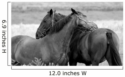 Horses in Love Wall Mural