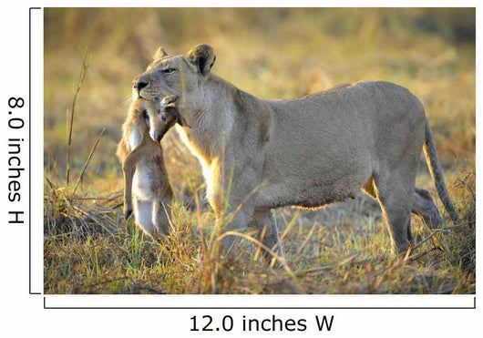 Lioness with Prey Wall Mural