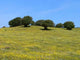 Campagna Sarda Wall Decal