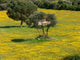 Gallura Countryside Wall Decal