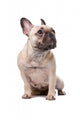 French Bulldog Wall Decal