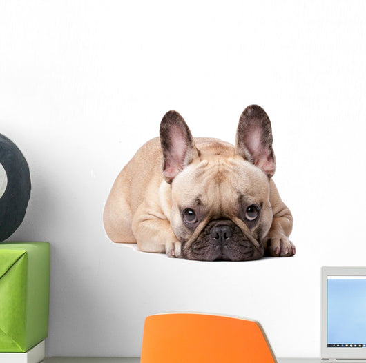 French Bulldog Wall Decal
