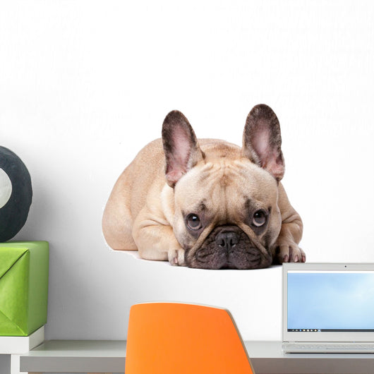 French Bulldog Wall Decal