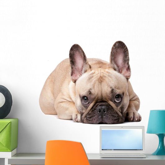 French Bulldog Wall Decal